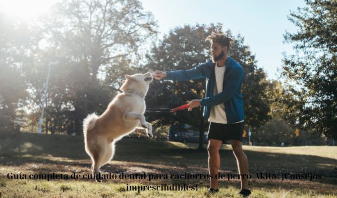 – Guía completa de cuidado dental para cachorros de perro Akita: ¡Consejos imprescindibles!