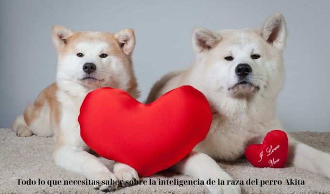 Todo lo que necesitas saber sobre la inteligencia de la raza del perro Akita