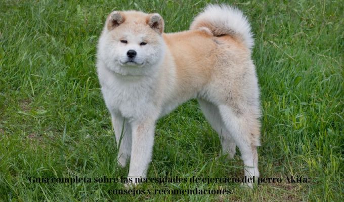 Guía completa sobre las necesidades de ejercicio del perro Akita: consejos y recomendaciones