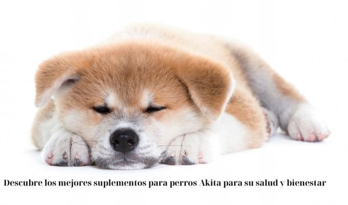 Descubre los mejores suplementos para perros Akita para su salud y bienestar