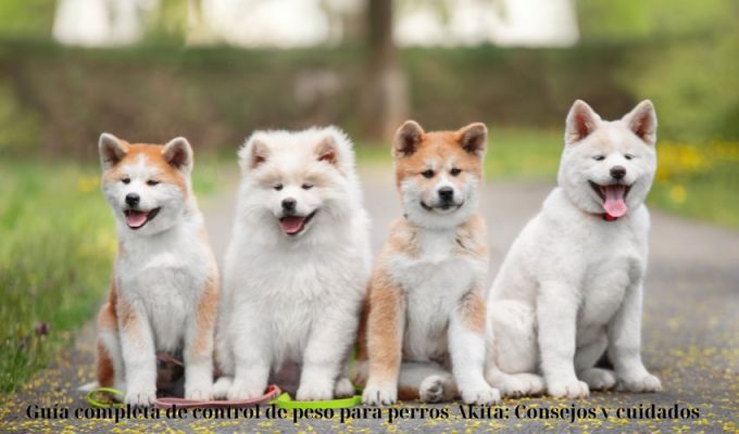 Guía completa de control de peso para perros Akita: Consejos y cuidados