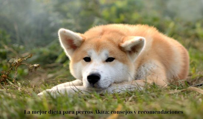 La mejor dieta para perros Akita: consejos y recomendaciones