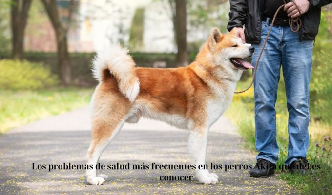 Los problemas de salud más frecuentes en los perros Akita que debes conocer