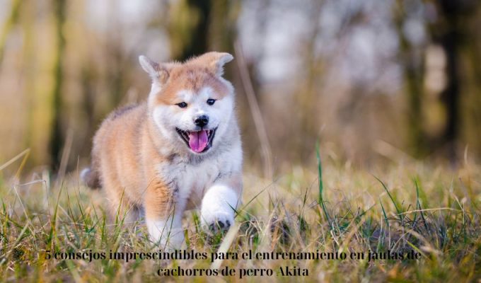 5 consejos imprescindibles para el entrenamiento en jaulas de cachorros de perro Akita