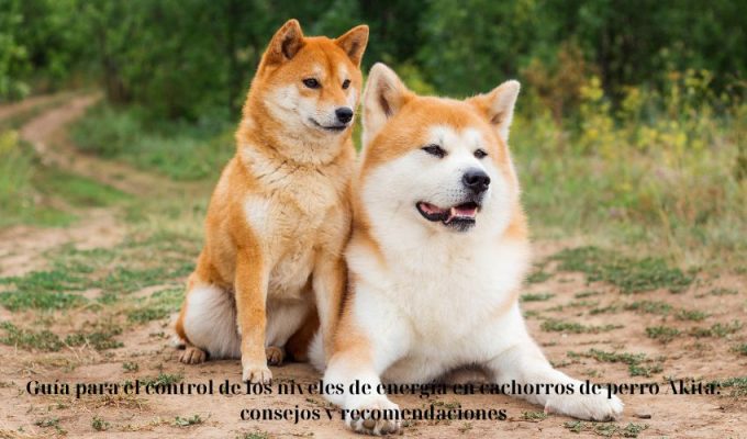 Guía para el control de los niveles de energía en cachorros de perro Akita: consejos y recomendaciones