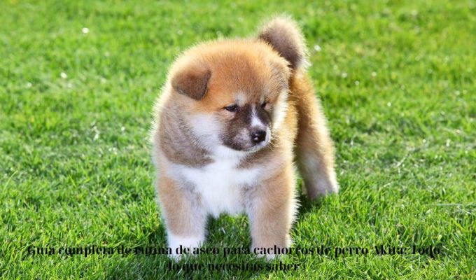 Guía completa de rutina de aseo para cachorros de perro Akita: Todo lo que necesitas saber