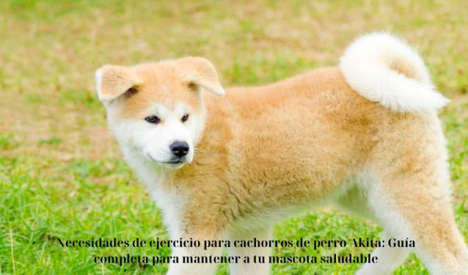 Necesidades de ejercicio para cachorros de perro Akita: Guía completa para mantener a tu mascota saludable