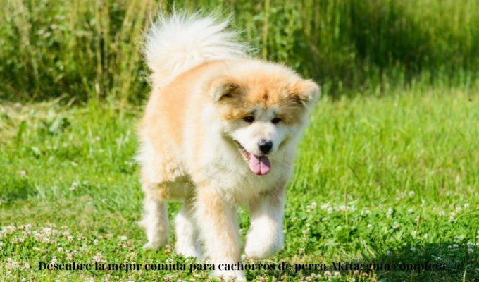 Descubre la mejor comida para cachorros de perro Akita: guía completa