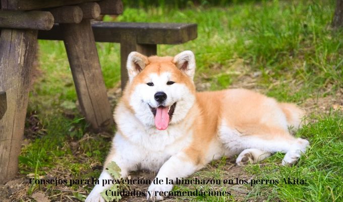 Consejos para la prevención de la hinchazón en los perros Akita: Cuidados y recomendaciones