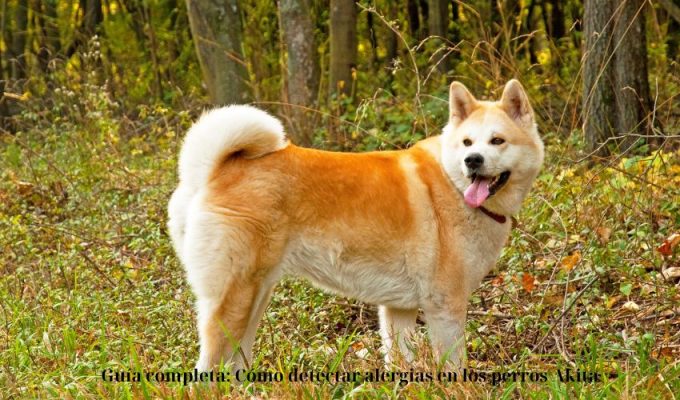 Guía completa: Cómo detectar alergias en los perros Akita