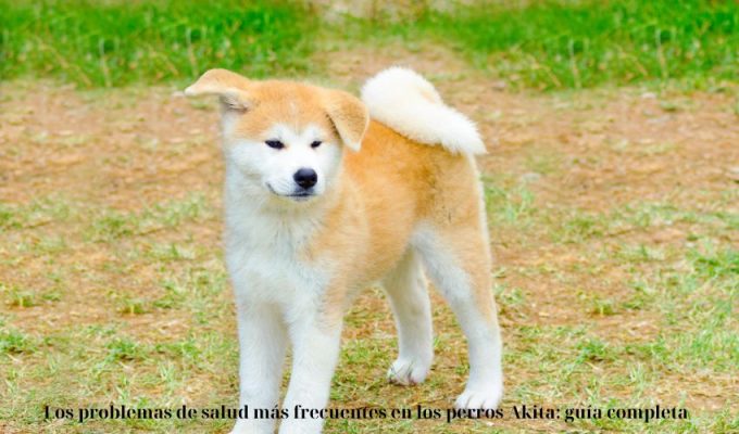 Los problemas de salud más frecuentes en los perros Akita: guía completa