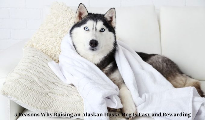 5 Causes Why Elevating an Alaskan Husky Canine Is Simple and Rewarding 5 Causes Why Elevating an Alaskan Husky Canine Is Simple and Rewarding